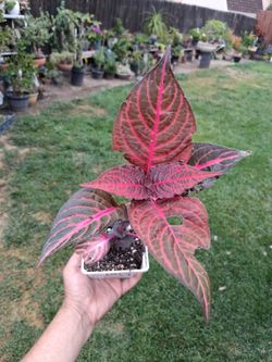 Iresine Herbstii "Bloodleaf " Plant $10