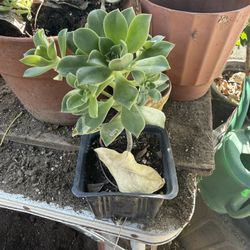 Aeonium ‘pinwheel’ 4inch Pot 