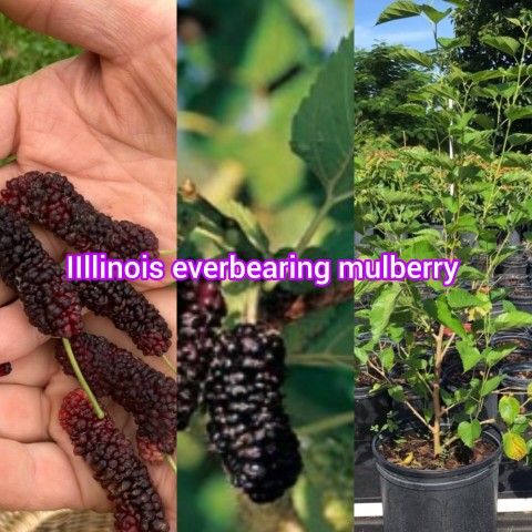 Illinois Everbearing Mulberry Trees 3gal Arboles De Mora Illinois