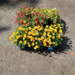 Flowers