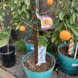 Minneola Tangelo 16” Deco Pot