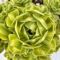 Gorgeous Aeonium Rose Dance 