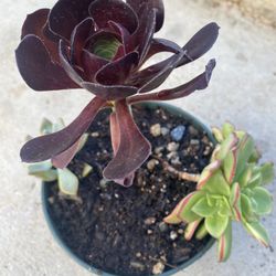 Succulent Plant Natural 