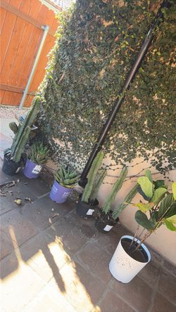 10$ plants each