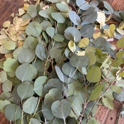 Eucalyptus Leave 