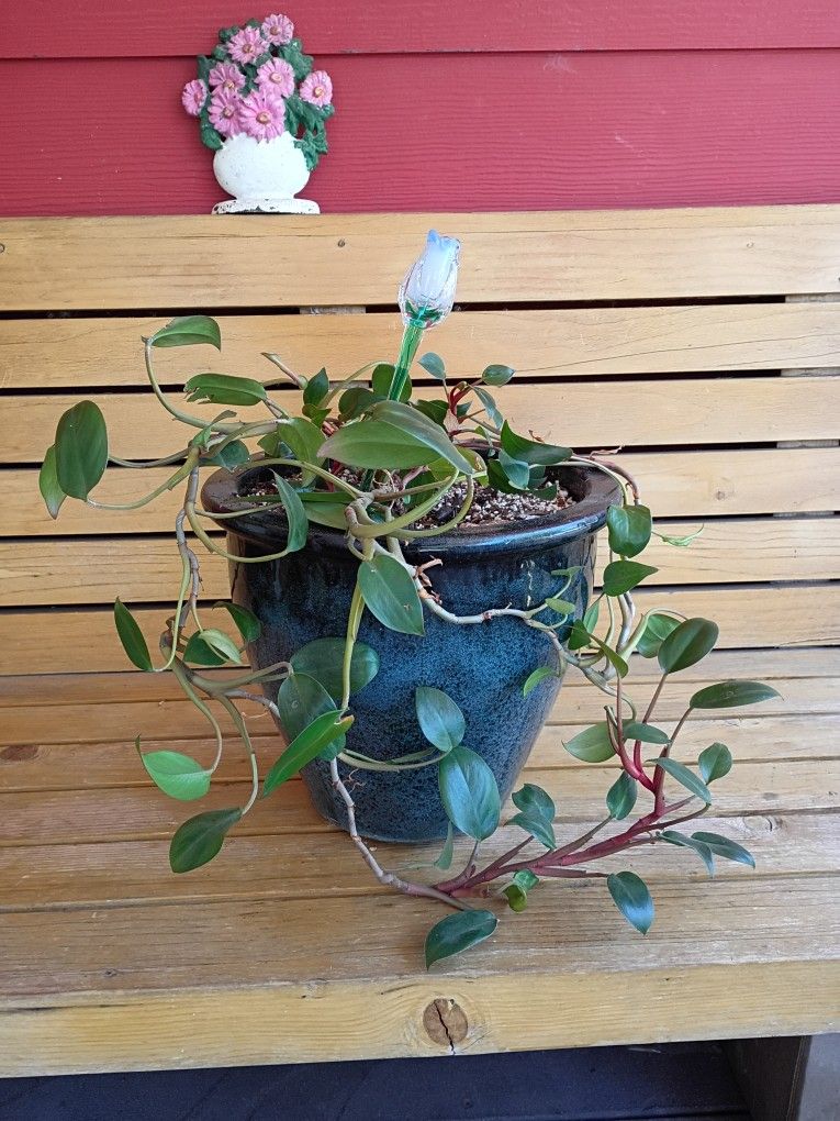 LOVELY PLANT😍