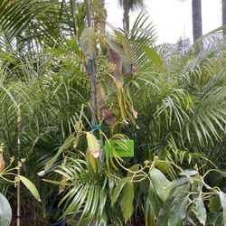 Avocado Tree