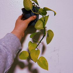 Neon Pothos 