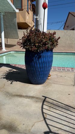 Crassula pubescens succulent plant