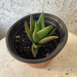 4 Inch Pot Rare Succulent Plant - Aloe - Walmsley's Bronze - Rooted & Established - Drought Resistant - 🪴