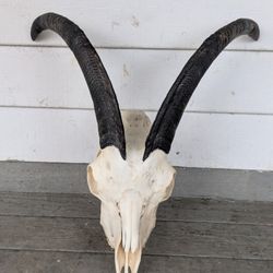 Large goat Skull