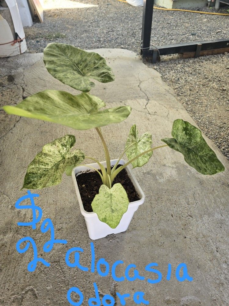 Plants