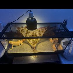 Terrarium For Beardie 