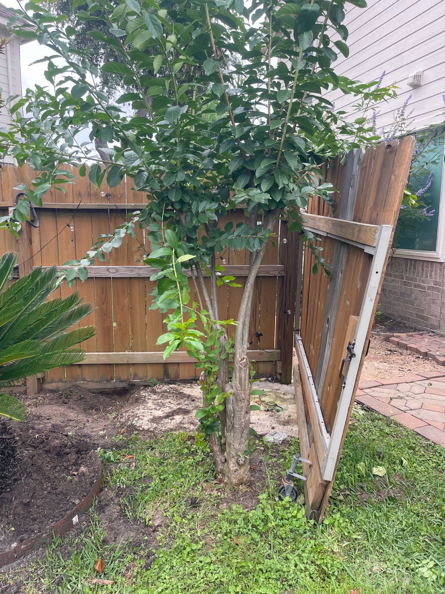 Crape Myrtle