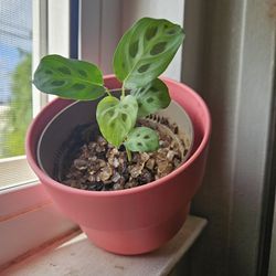 Indoor Plant