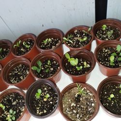Spring Seedlings, Starts + Flower Seed Packs 