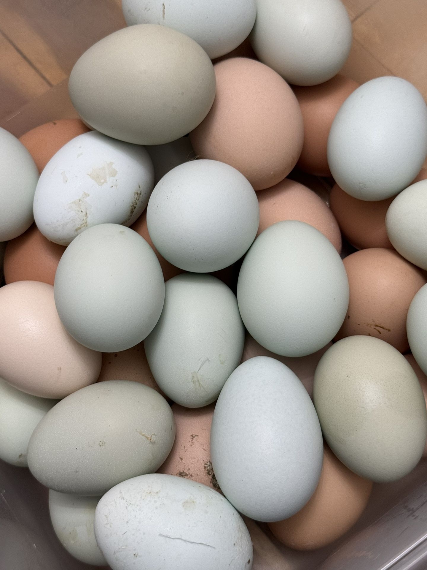 Fresh Chicken Eggs
