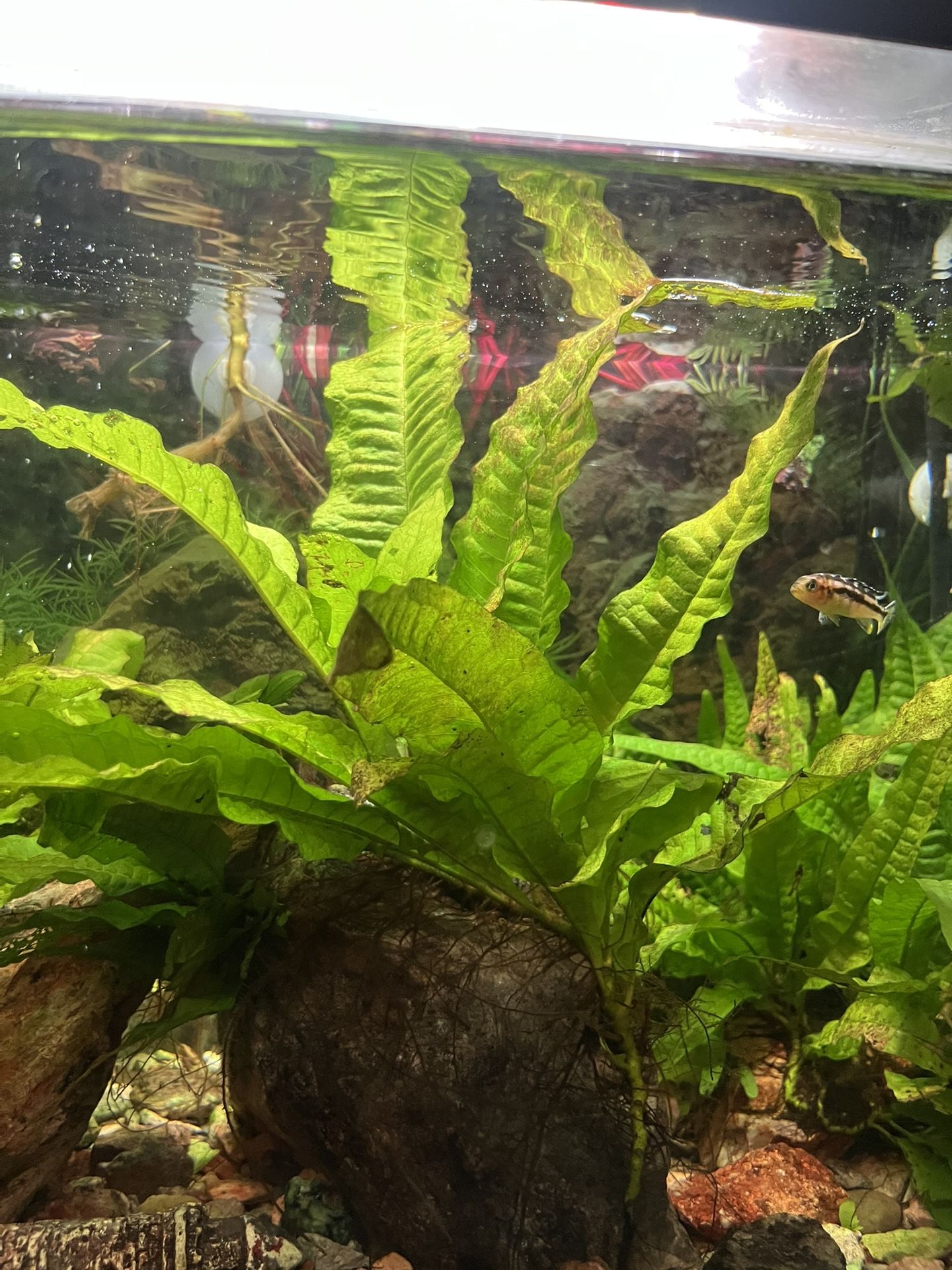 Aquarium Plants Java Fern for Sale in North Las Vegas, NV - OfferUp