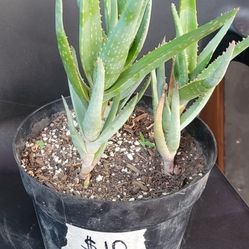 Aloe Vera ...3 Plants In One Pot