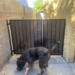 Dog Gate-fence  (iron)