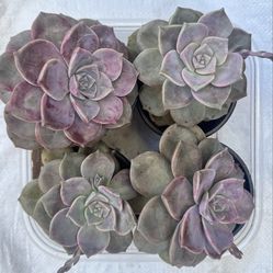 Succulents and agave in 4” pot