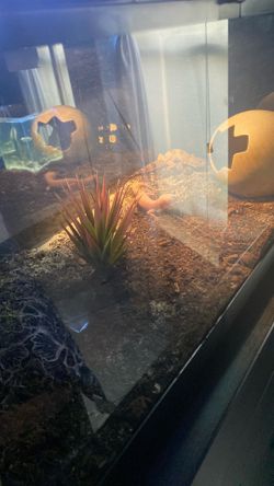20 gallon tank
