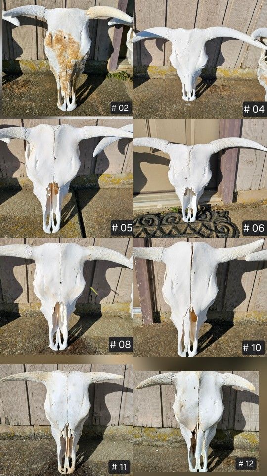 BULL SKULLS - Great Display & Decoration