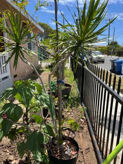 Dragon tree Draceana