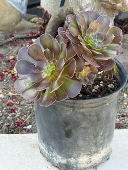 Aeoniums 1 gallon