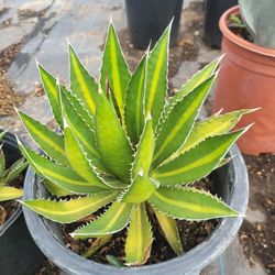Agave 