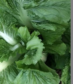 Mustard greens seeds + 2 gift