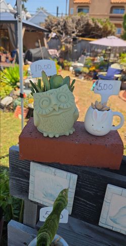 Succulent sale