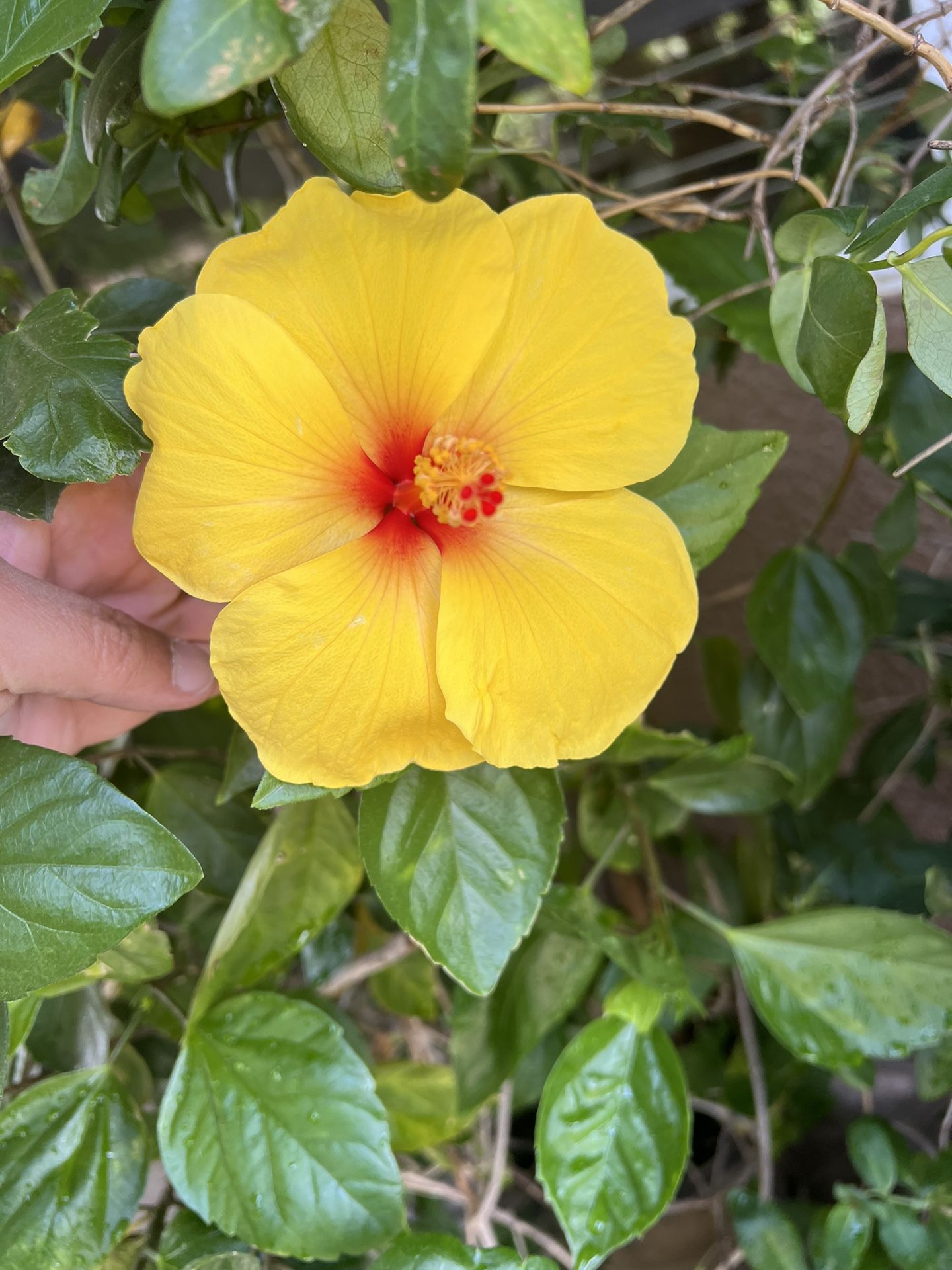 Large 5ft Yellow Flowering Hibiscus Plant
