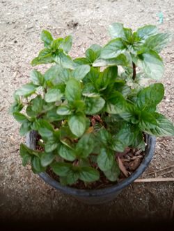 Variedad De Plantas $5 And Up+++
