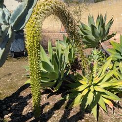 Agave, Fox Tail