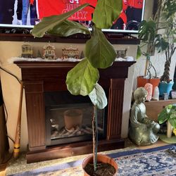 Fiddle, Leaf Fig