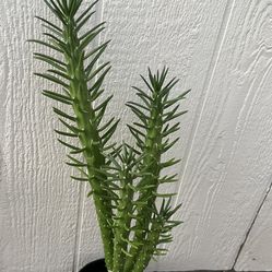 29” Tall Cactus In Ceramic Pot