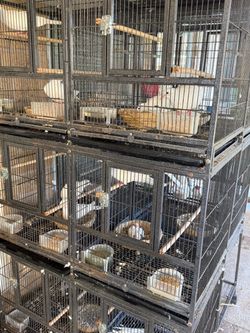 White Doves and spare cages for sale
