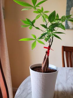 Chestnut guiana plant