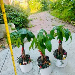 Money Tree Live Plant and Succulent Live Plant In Ceramic Pot With Decoration $15/each 