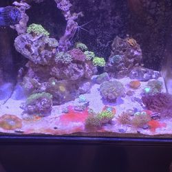 AuqaTop 40 Gallon 