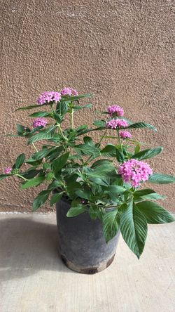 Estrella Egipcia / Pentas
