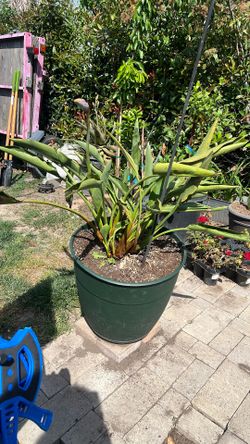 Bird Of Paradise