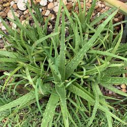 ALOE VERA PLANT 🌱 