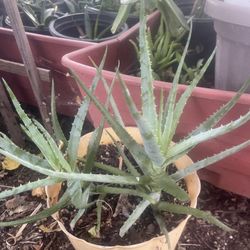 Plant Aloe Vera 