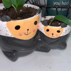 Pothos Live Plant I’m Planter Pot 