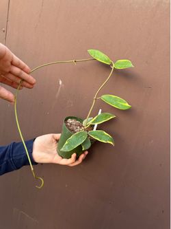 4” variegated Hoya diversifolia