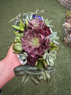 Beautiful Arrangement