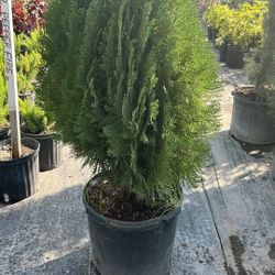 Arborvitae - 7gl