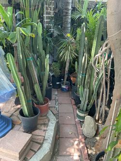 Cactus